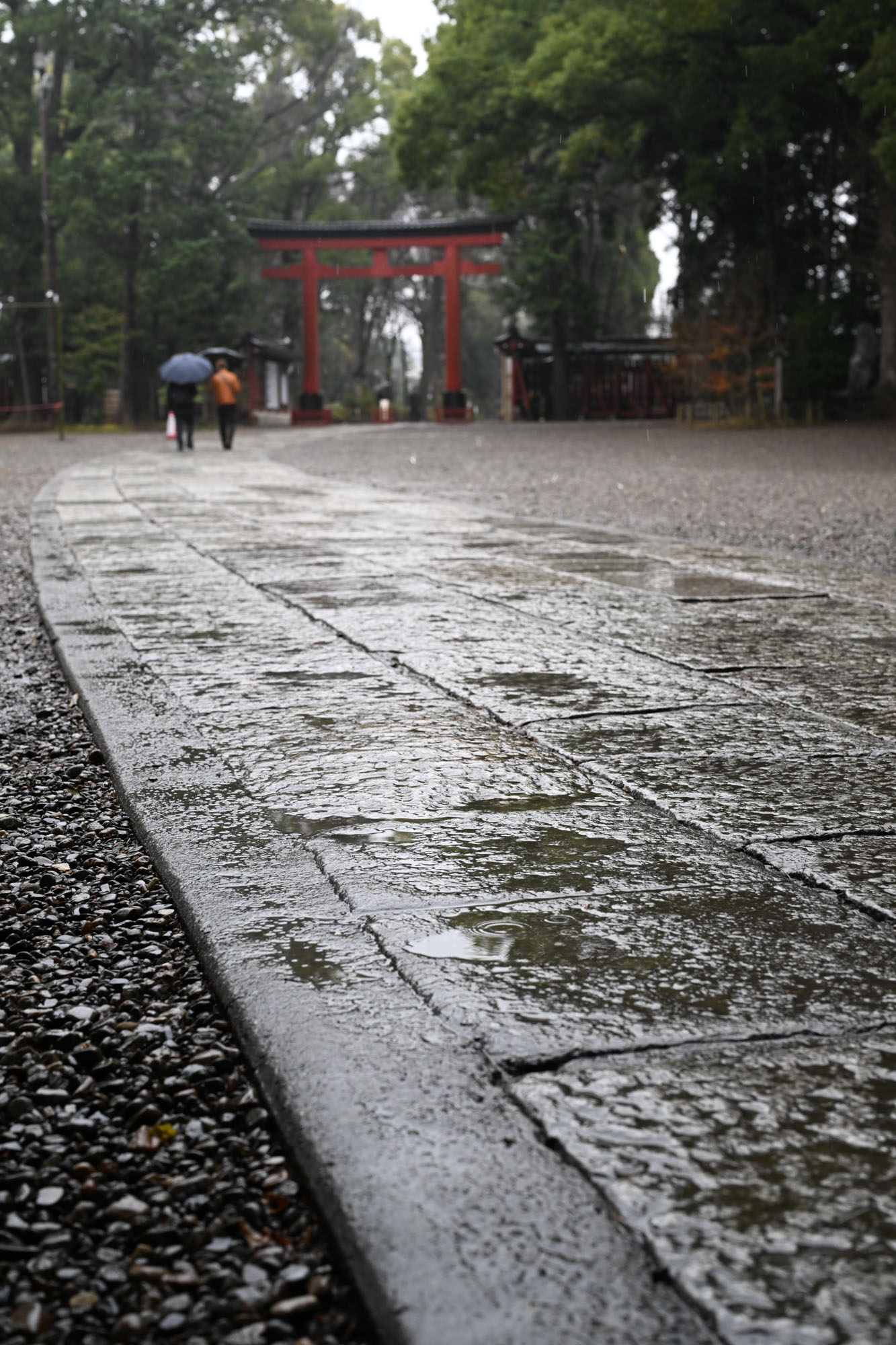 雨に濡れてしっとりと光る大宮氷川神社の参道。晴れの日とは違う、静かで神聖な空気感が漂う境内の様子。