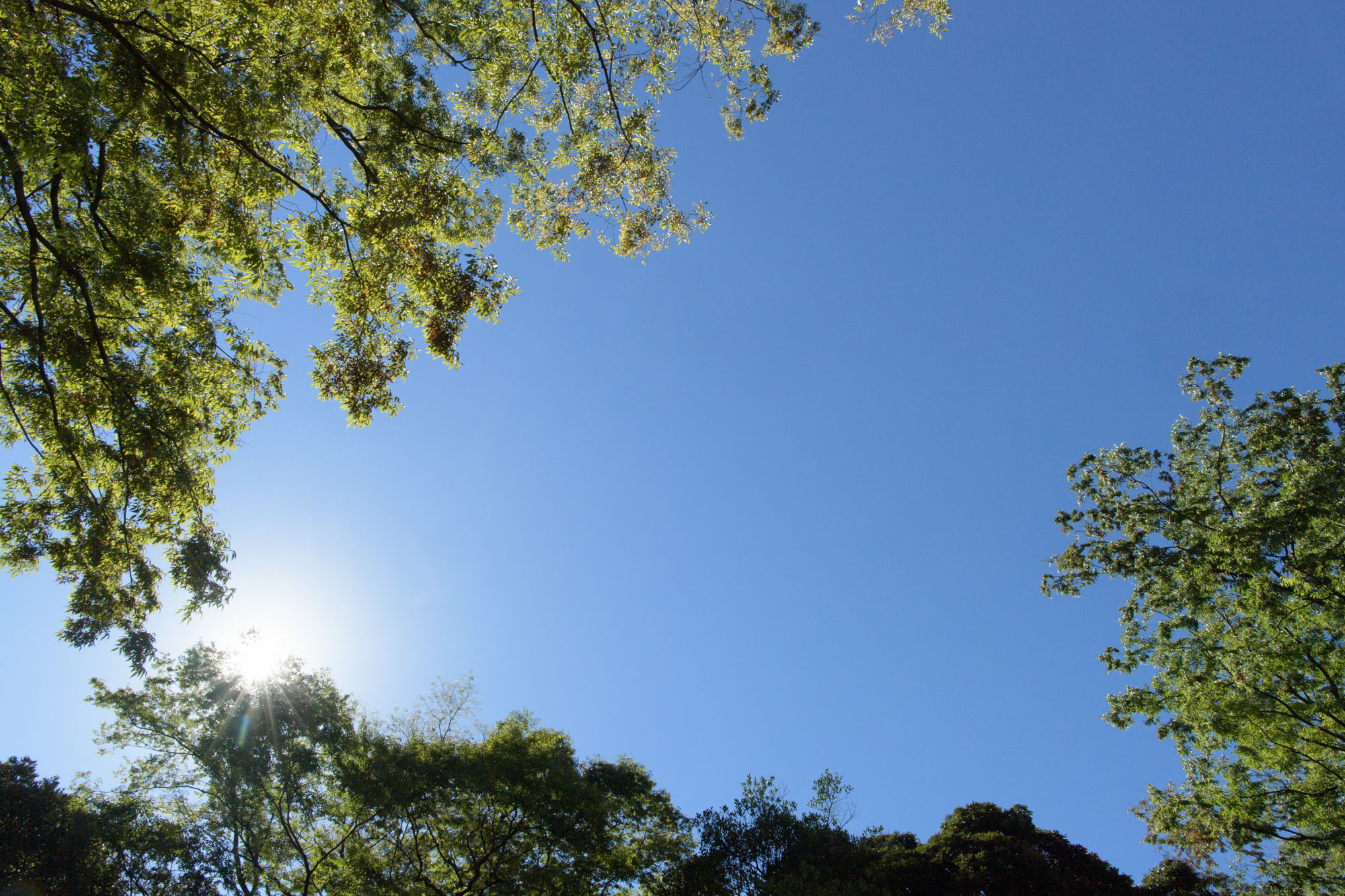 川越氷川神社のお宮参り、今日は快晴。空の写真