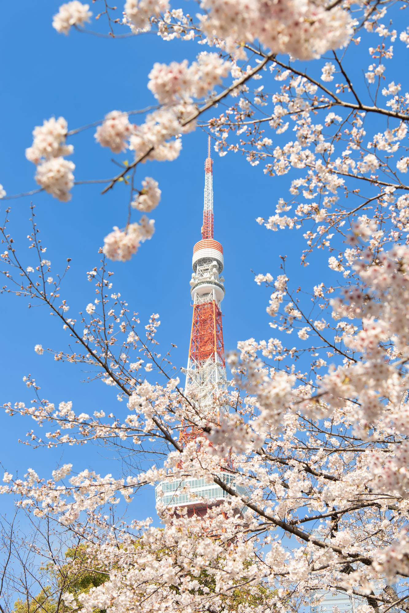 増上寺でのお宮参り前に知っておくべき！必要な事前予約3つ