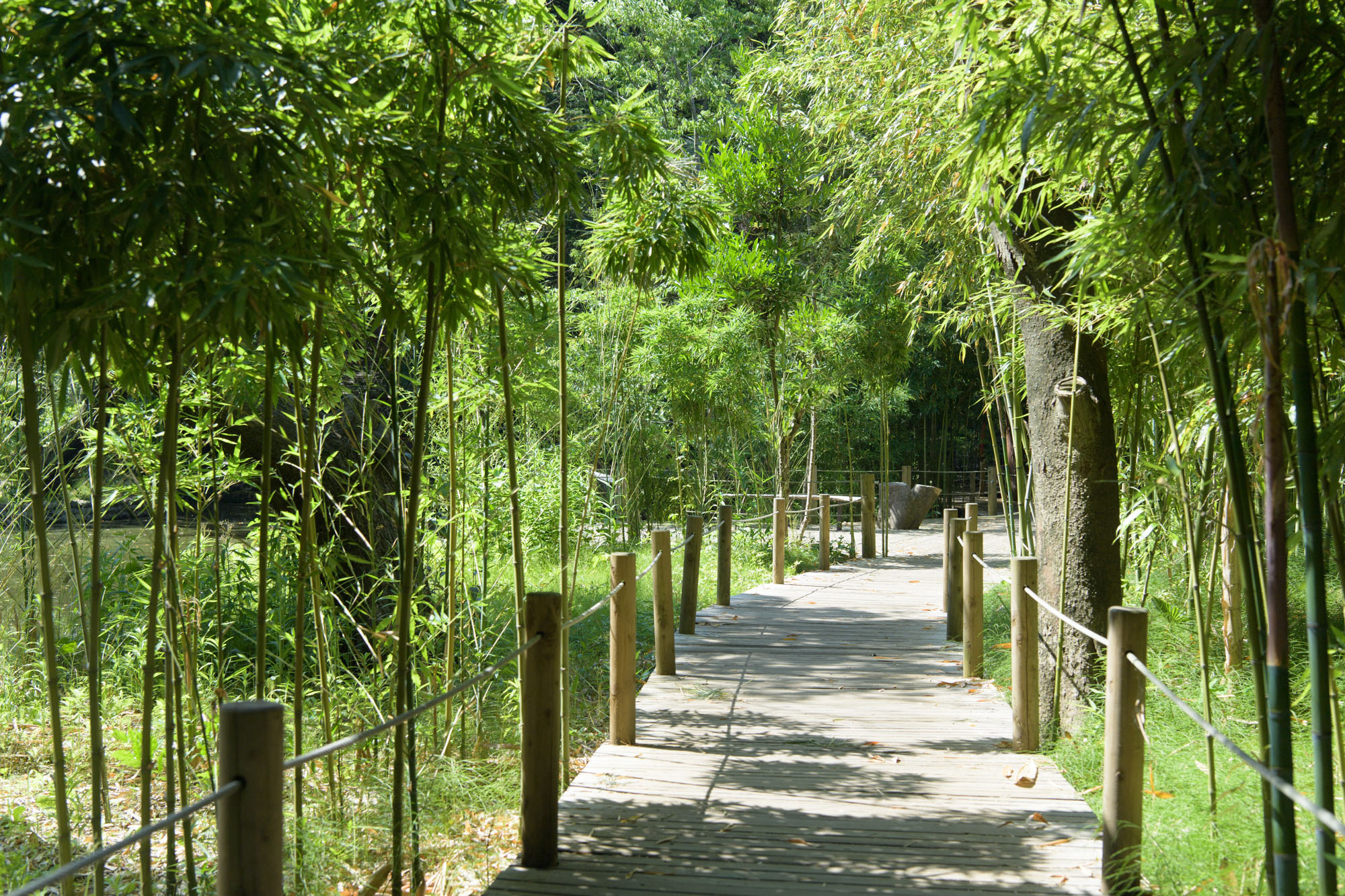 大宮氷川神社のお宮参り写真スポット笹参道の写真