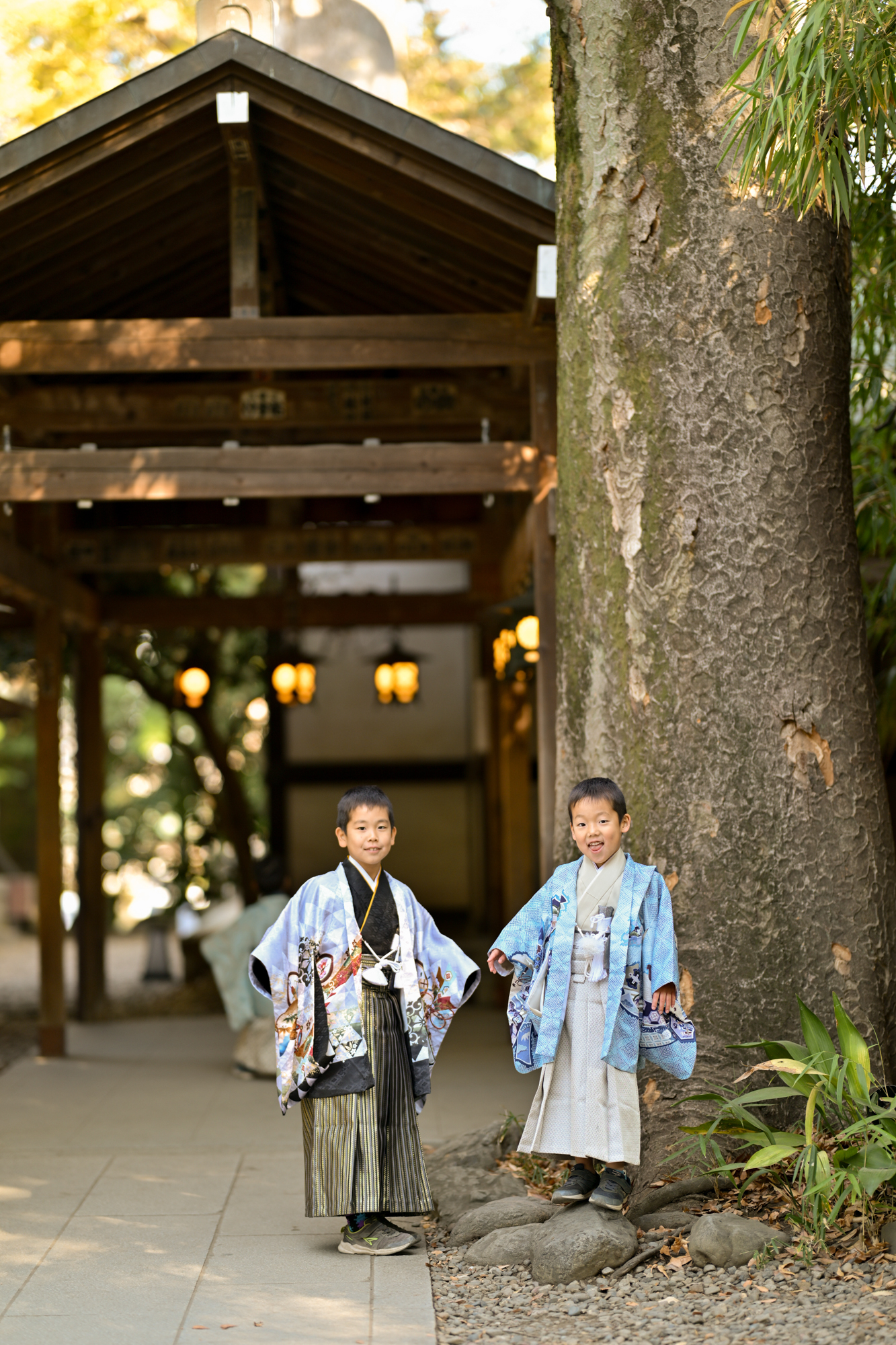 画像 川越氷川神社の力強いご神木を背に、手をつないで寄り添う袴姿の七五三兄弟の記念写真