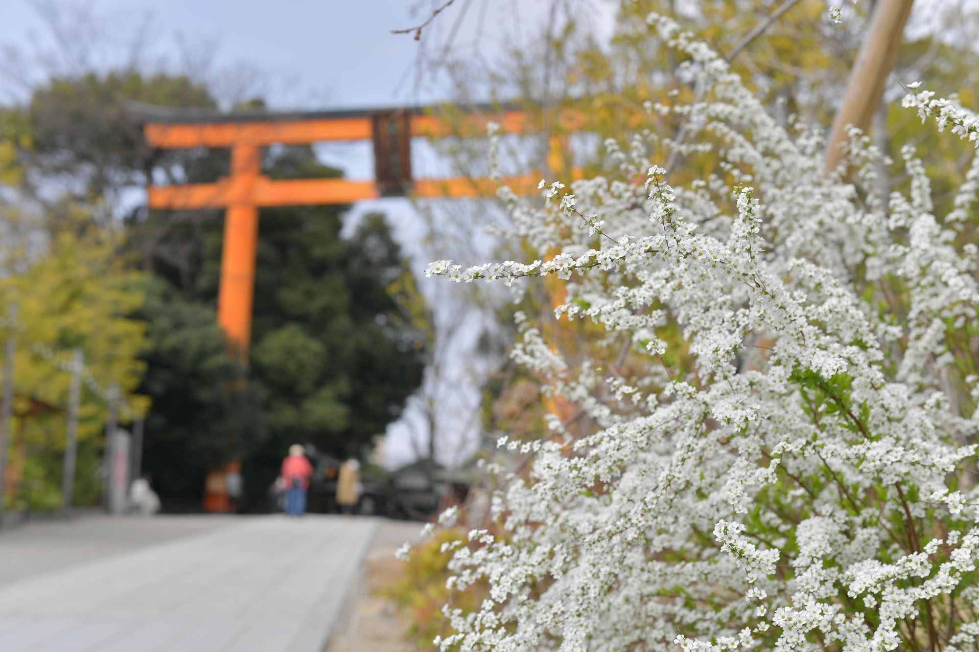 画像 白いかすみ草の奥に鎮座する川越氷川神社の朱色の大きい鳥居。
